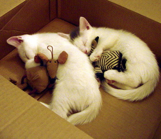 传奇教练的“职业秘籍”：打造冠军文化的背后故事，传奇教练系统