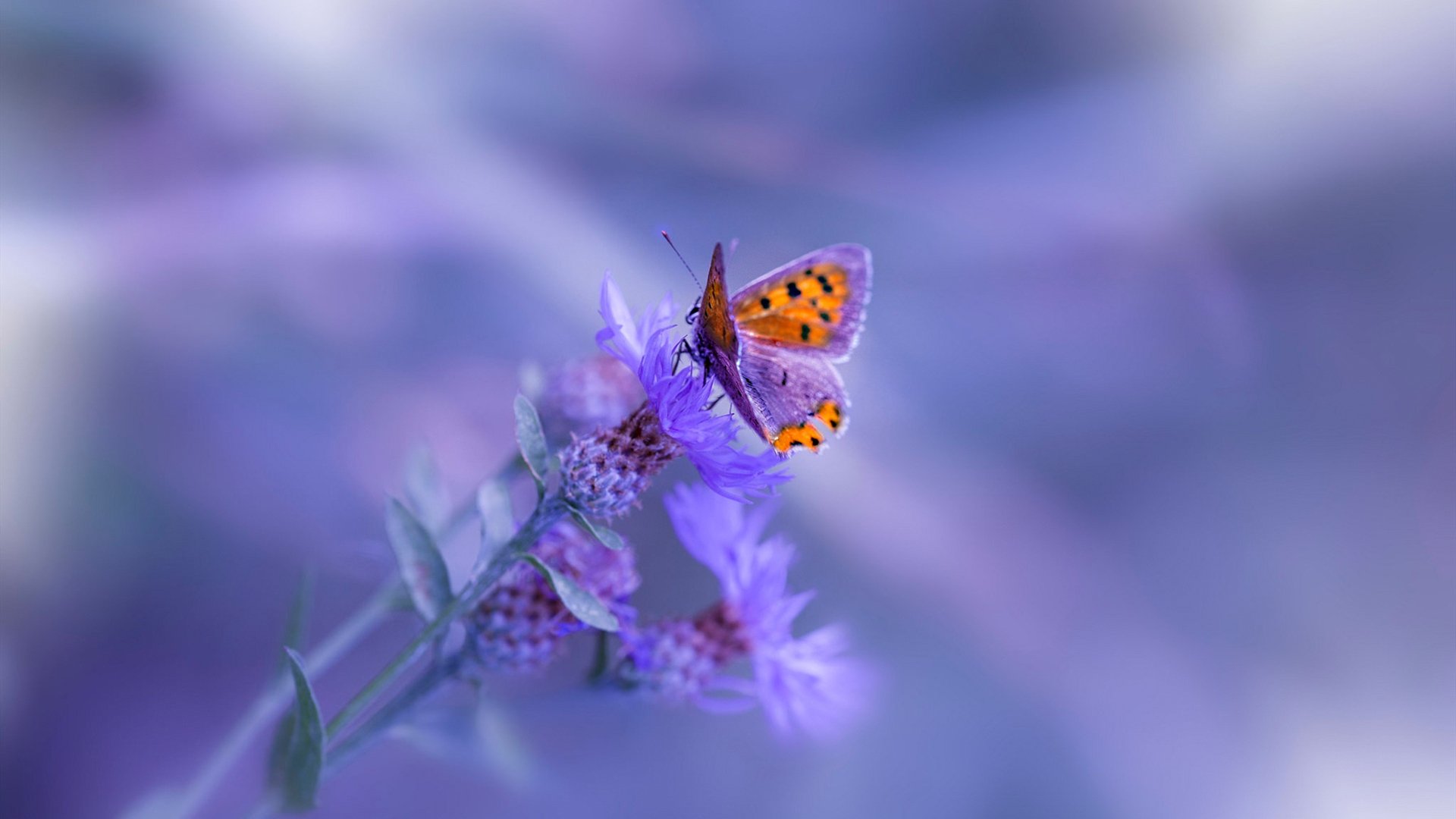 全场焦点：李明全面爆发，攻防两端都留下一道亮丽的足迹！，李明tomo