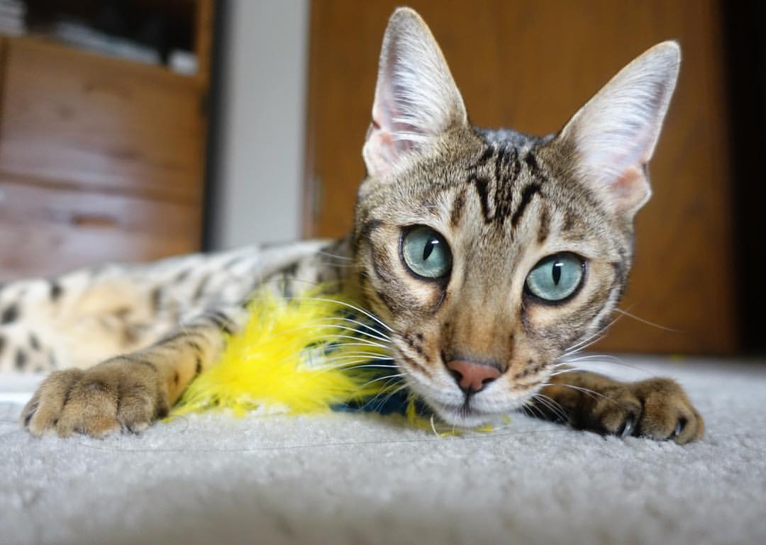 北京队本赛季表现出色,有望冲击冠军,北京队队员